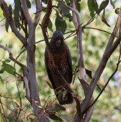 Callocephalon fimbriatum at Wombeyan Caves - 28 Mar 2024