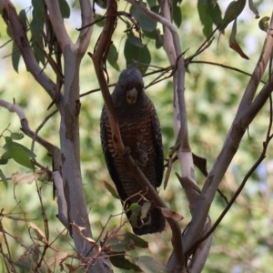 Callocephalon fimbriatum at Wombeyan Caves - 28 Mar 2024