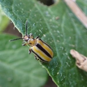Lema (Quasilema) daturaphila (Three-lined potato beetle) at Murrumbateman, NSW by SimoneC