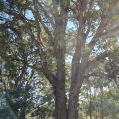 Eucalyptus polyanthemos subsp. polyanthemos (Red Box) at Yass River, NSW - 27 Mar 2024 by SenexRugosus
