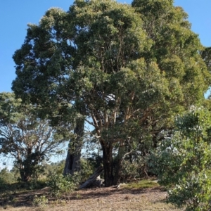 Eucalyptus polyanthemos subsp. polyanthemos at Rugosa - 27 Mar 2024