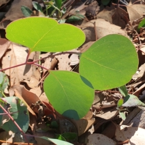 Eucalyptus polyanthemos subsp. polyanthemos at Rugosa - 27 Mar 2024