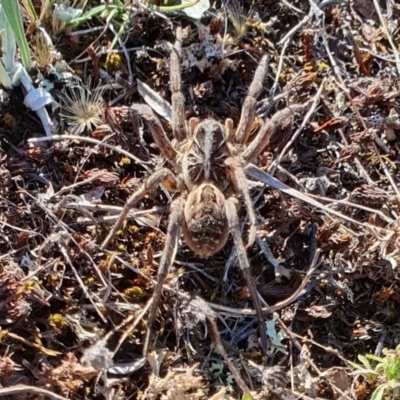 Tasmanicosa sp. (genus) (Unidentified Tasmanicosa wolf spider) at Yass River, NSW - 26 Mar 2024 by SenexRugosus