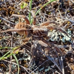 Tasmanicosa sp. (genus) at Rugosa - 26 Mar 2024