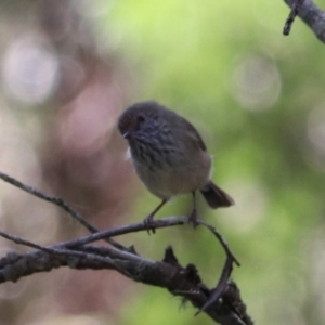 Acanthiza pusilla (Brown Thornbill) at Mares Forest National Park by Rixon