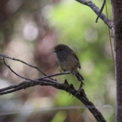 Acanthiza pusilla at Mares Forest National Park - 28 Mar 2024