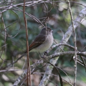 Pachycephala pectoralis at Mares Forest National Park - 28 Mar 2024 04:26 PM