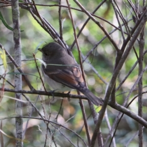 Pachycephala pectoralis at Mares Forest National Park - 28 Mar 2024