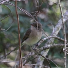 Pachycephala pectoralis at Mares Forest National Park - 28 Mar 2024