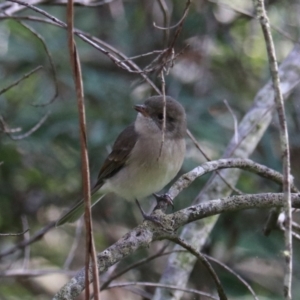 Pachycephala pectoralis at Mares Forest National Park - 28 Mar 2024