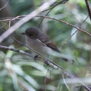 Pachycephala pectoralis at Mares Forest National Park - 28 Mar 2024 04:26 PM