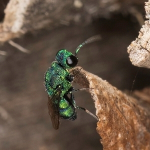 Chrysididae (family) at Melba, ACT - 26 Mar 2024