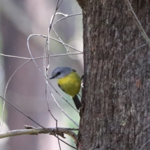 Eopsaltria australis (Eastern Yellow Robin) at Mares Forest National Park by Rixon