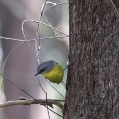 Eopsaltria australis at Mares Forest National Park - 28 Mar 2024 04:30 PM