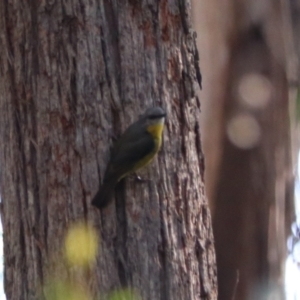 Eopsaltria australis at Mares Forest National Park - 28 Mar 2024 04:30 PM