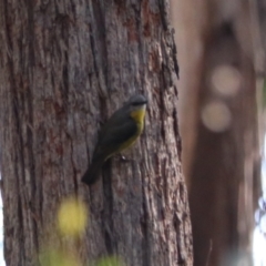 Eopsaltria australis at Mares Forest National Park - 28 Mar 2024