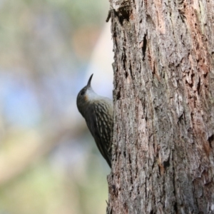 Cormobates leucophaea at Mares Forest National Park - 28 Mar 2024 04:40 PM