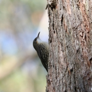 Cormobates leucophaea (White-throated Treecreeper) at Mares Forest National Park by Rixon