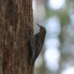 Cormobates leucophaea at Mares Forest National Park - 28 Mar 2024 04:40 PM