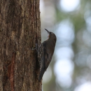 Cormobates leucophaea at Mares Forest National Park - 28 Mar 2024