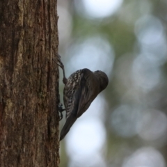 Cormobates leucophaea at Mares Forest National Park - 28 Mar 2024