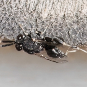 Chalcididae (family) at Melba, ACT - 26 Mar 2024