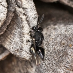 Chalcididae (family) at Melba, ACT - 26 Mar 2024