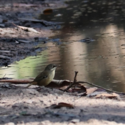 Sericornis frontalis (White-browed Scrubwren) at Mares Forest National Park - 28 Mar 2024 by Rixon