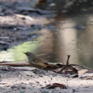 Sericornis frontalis at Mares Forest National Park - 28 Mar 2024