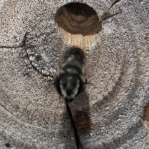 Megachile sp. (several subgenera) at Melba, ACT - 26 Mar 2024 02:02 PM