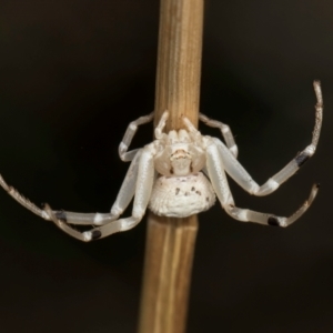 Zygometis xanthogaster (Crab spider or Flower spider) at McKellar, ACT by kasiaaus
