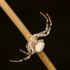 Zygometis xanthogaster at McKellar, ACT - 27 Mar 2024