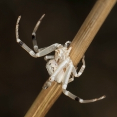 Zygometis xanthogaster at McKellar, ACT - 27 Mar 2024 03:15 PM