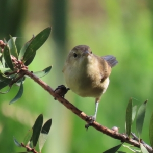 Acrocephalus australis at Jerrabomberra Wetlands - 28 Mar 2024