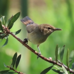 Acrocephalus australis at Jerrabomberra Wetlands - 28 Mar 2024 12:35 PM