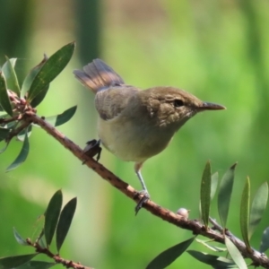 Acrocephalus australis at Jerrabomberra Wetlands - 28 Mar 2024 12:35 PM