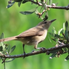 Acrocephalus australis at Jerrabomberra Wetlands - 28 Mar 2024 12:35 PM