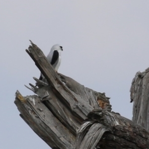 Elanus axillaris at Jerrabomberra Wetlands - 28 Mar 2024