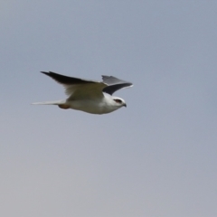 Elanus axillaris at Jerrabomberra Wetlands - 28 Mar 2024