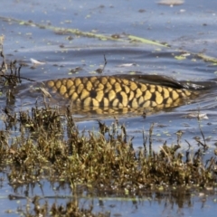 Cyprinus carpio (Common Carp) at Jerrabomberra Wetlands - 28 Mar 2024 by RodDeb