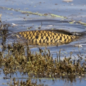 Cyprinus carpio at Jerrabomberra Wetlands - 28 Mar 2024