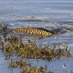 Cyprinus carpio at Jerrabomberra Wetlands - 28 Mar 2024 12:41 PM