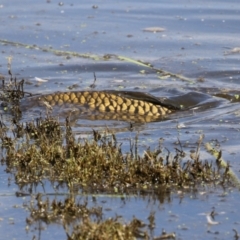 Cyprinus carpio at Jerrabomberra Wetlands - 28 Mar 2024