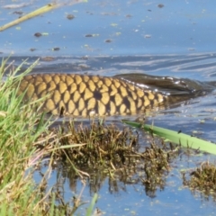 Cyprinus carpio at Jerrabomberra Wetlands - 28 Mar 2024