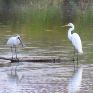 Ardea alba at Jerrabomberra Wetlands - 28 Mar 2024 12:15 PM