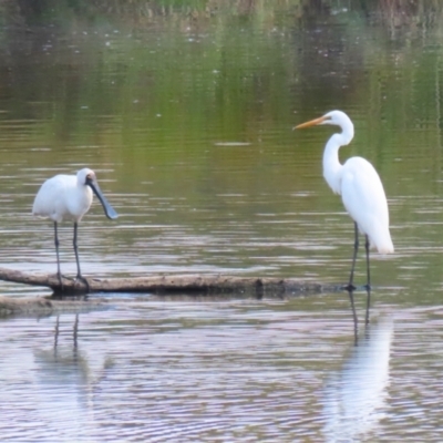 Ardea alba (Great Egret) at Jerrabomberra Wetlands - 28 Mar 2024 by RodDeb