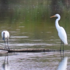 Ardea alba at Jerrabomberra Wetlands - 28 Mar 2024 12:15 PM