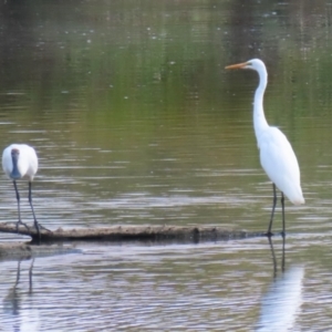 Ardea alba at Jerrabomberra Wetlands - 28 Mar 2024 12:15 PM