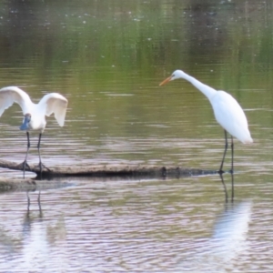 Ardea alba at Jerrabomberra Wetlands - 28 Mar 2024 12:15 PM