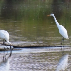 Ardea alba at Jerrabomberra Wetlands - 28 Mar 2024 12:15 PM